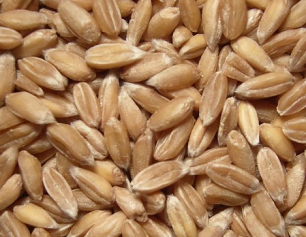 Lebenbauer Dinkel ganzes Korn (Steiermark) 1 kg